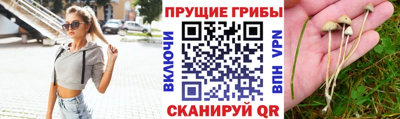 продажа наркотиков  Сарапул  ОМГ ОМГ как зайти  Псилоцибиновые грибы GOLDEN TEACHER 